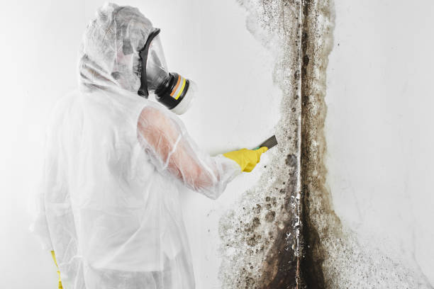 Best Residential Mold Remediation in Bottineau, ND